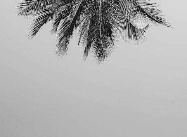 low angle photo of coconut tree
