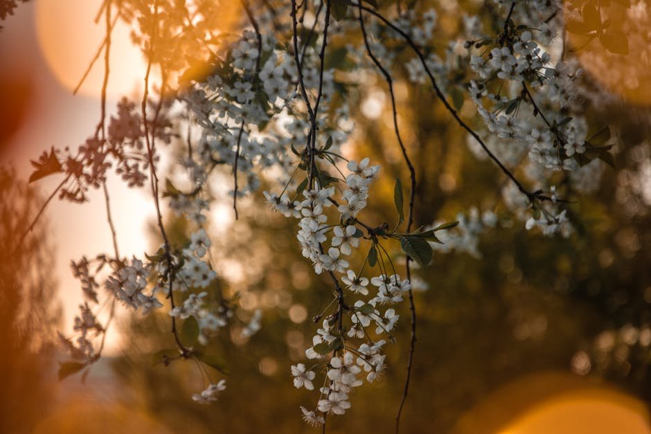 Close-up of cherry blossoms with a warm, blurred sunset background.