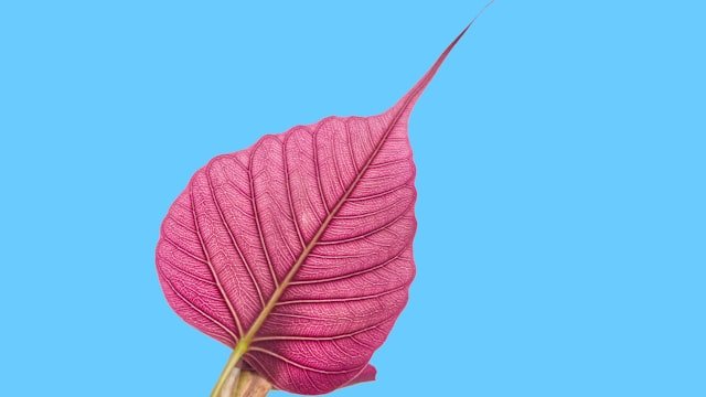 a single pink leaf on a blue background