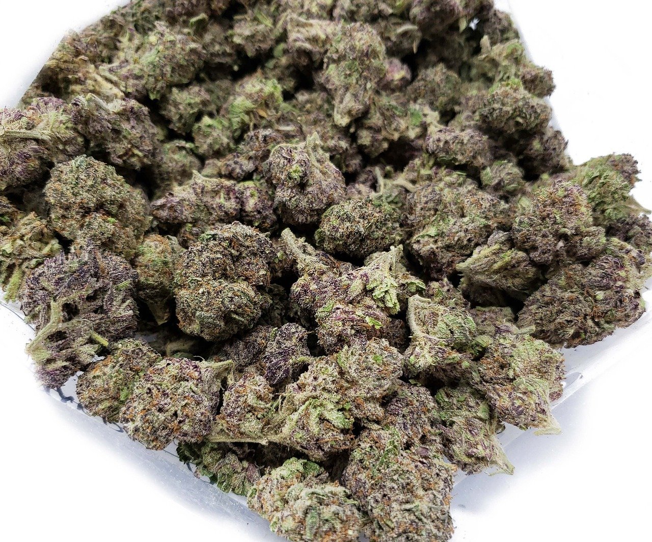 purple diamond, purple weed, canada's best weed, bulk buddy, bulkbuddy, ca, wholesale weed, bulk buddy's online dispensary, co, brown online, brown diamond, purple diamond, purple weed, purple weed, purple weed, purple weed, purple weed