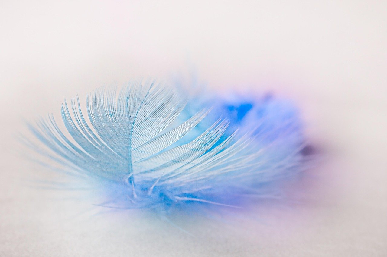 bird feather, feather, plume, lightness, blue feather, fluffy, feather, feather, feather, feather, feather